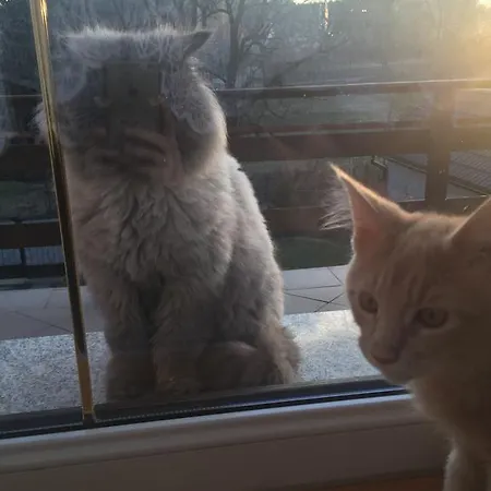 Apartment Pod Kasztanem