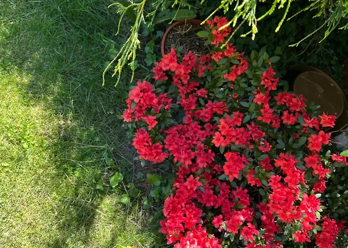 Pod Kasztanem Душники-Здруй