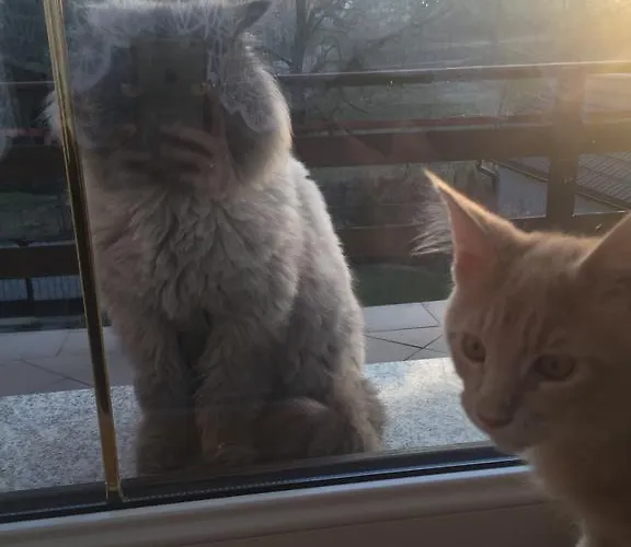 Апартаменты Pod Kasztanem